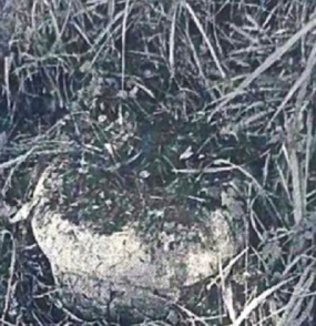 湖北赤壁洋泉畈大屋袁庄历史纪实文萃