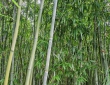 游记：云上听心/袁资友文